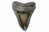 Huge, Fossil Megalodon Tooth - Polished Blade #171477-2